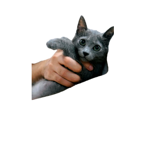 A Man Gently Holding A Grey Cat, Showcasing Its Playful Curiosity And Charm. 15800 - Cat PNG image with transparent background